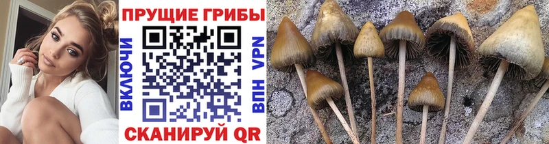 хочу   Рязань  ОМГ ОМГ   Галлюциногенные грибы мицелий 